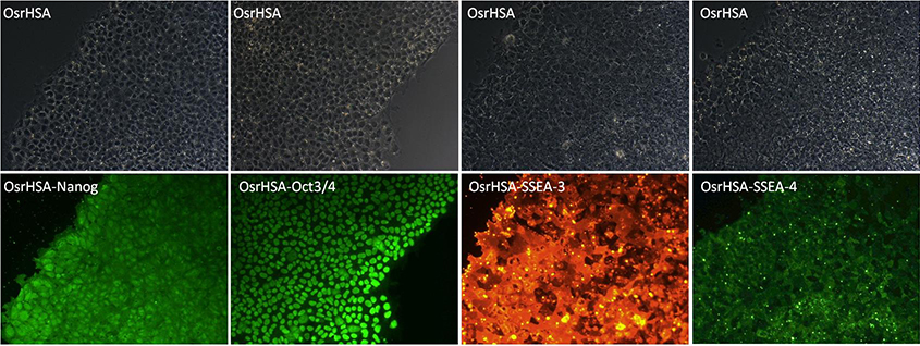 OsrHSA and iPS cells