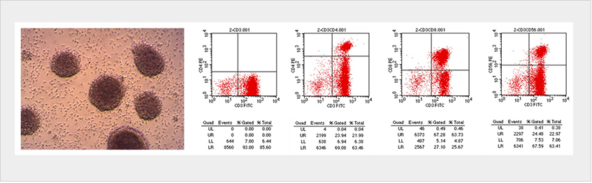 OsrHSA in CIK cell growth